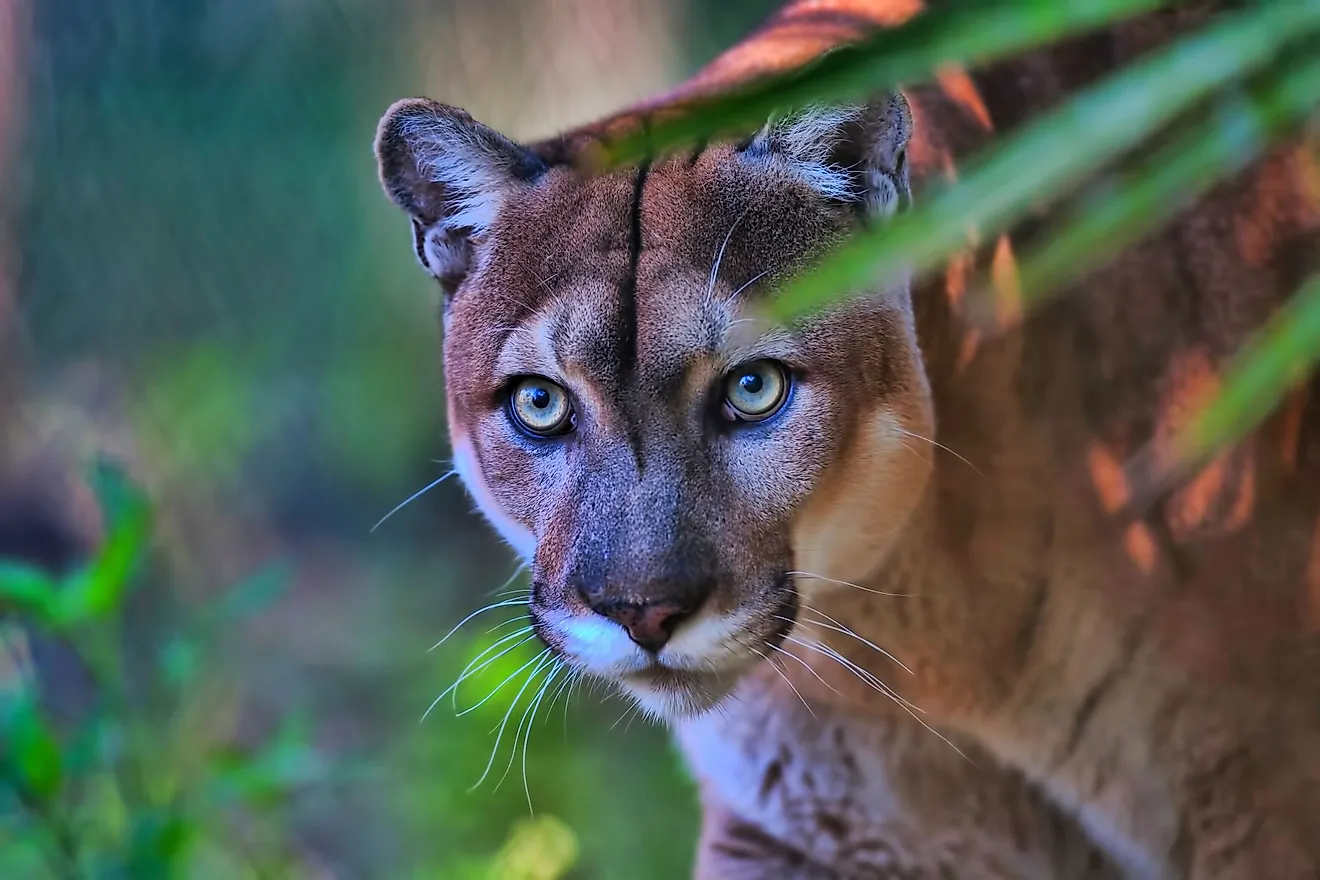 Y a-t-il des Panthers en Floride?