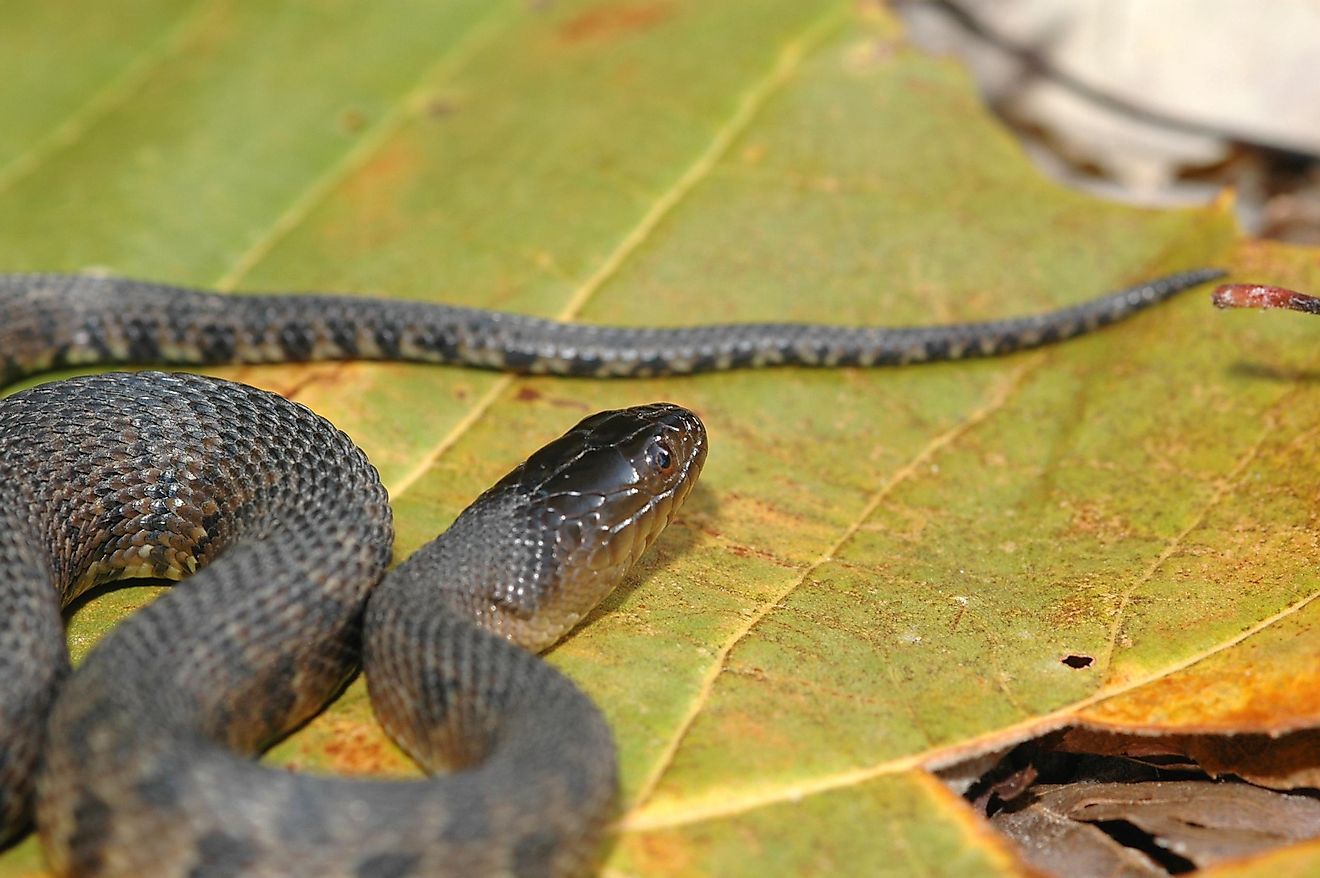 Les lacs les plus infestés de serpents de l'Arkansas