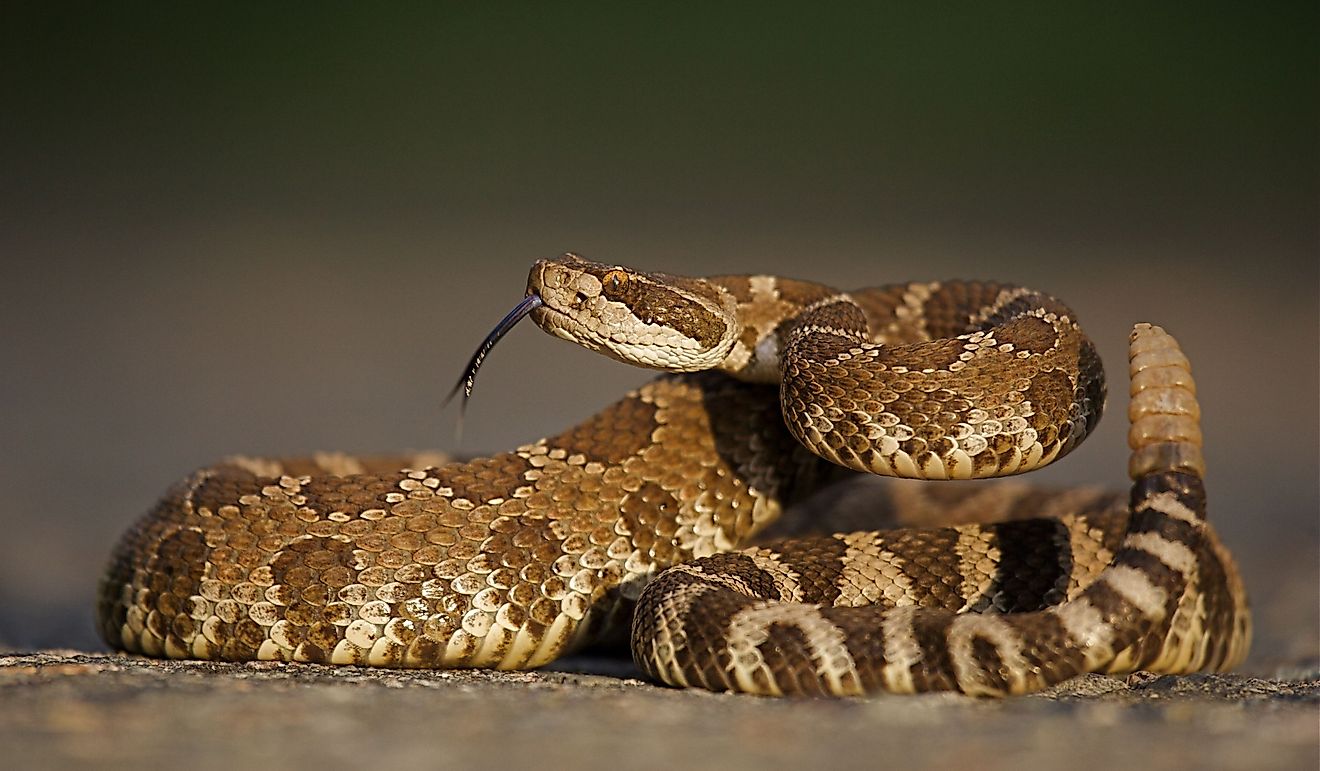 5 Les zones infestées de la plupart des serpents à sonnettes de l'Oregon