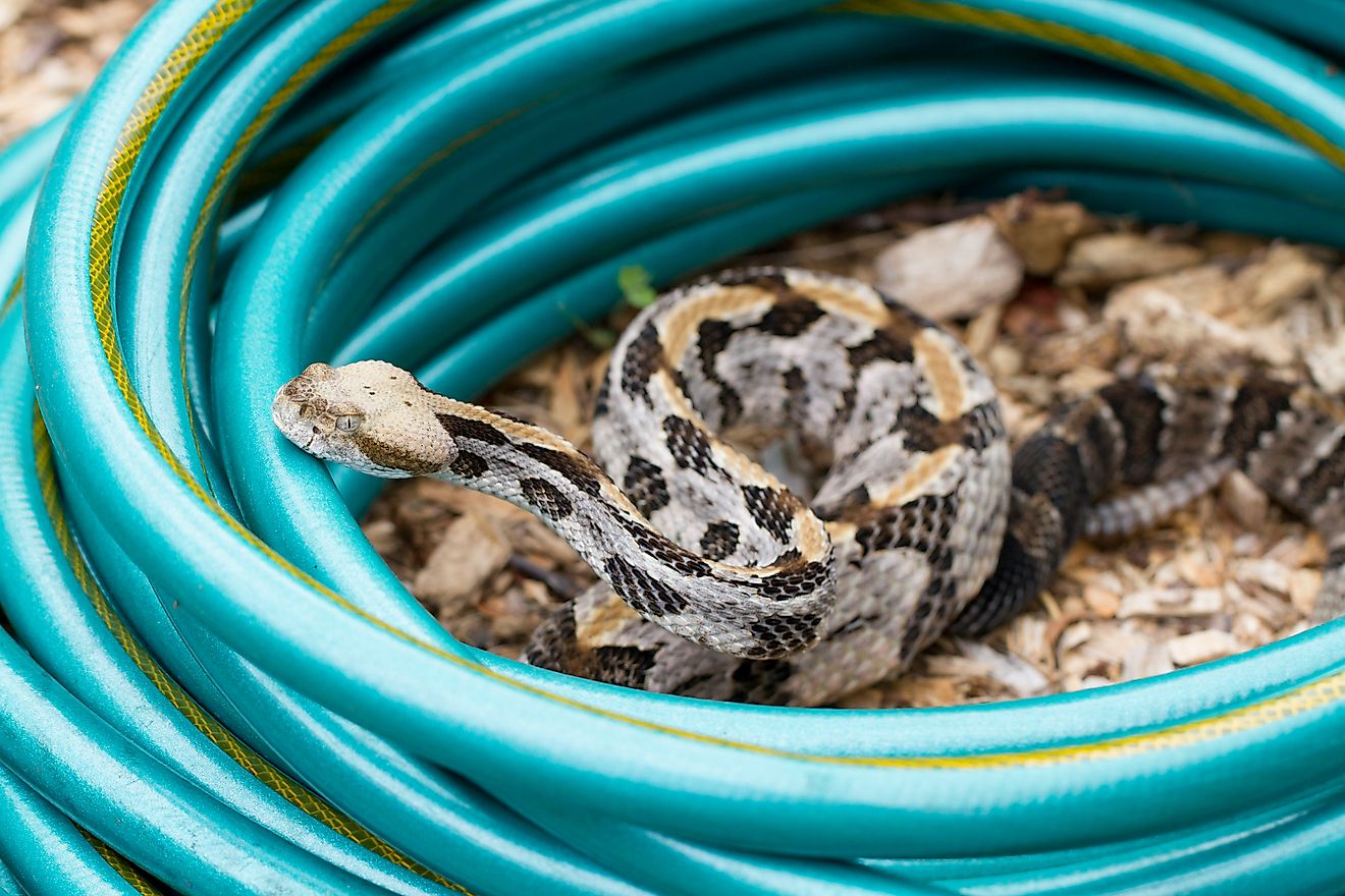 Les serpents venimeux de Géorgie