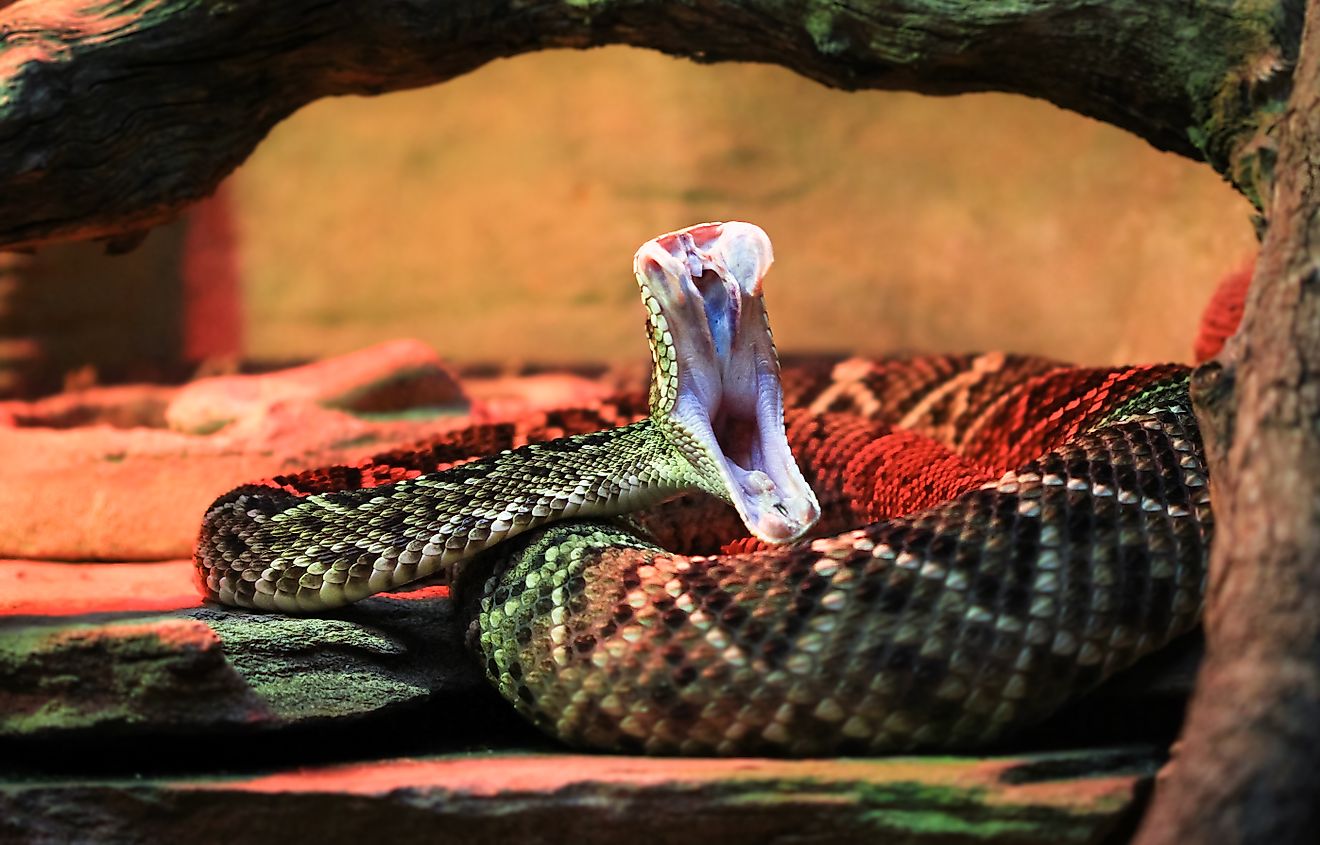 Quel État a plus de serpents venimeux: la Floride ou la Géorgie?