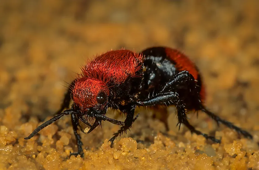 7 insectes les plus dangereux du Texas