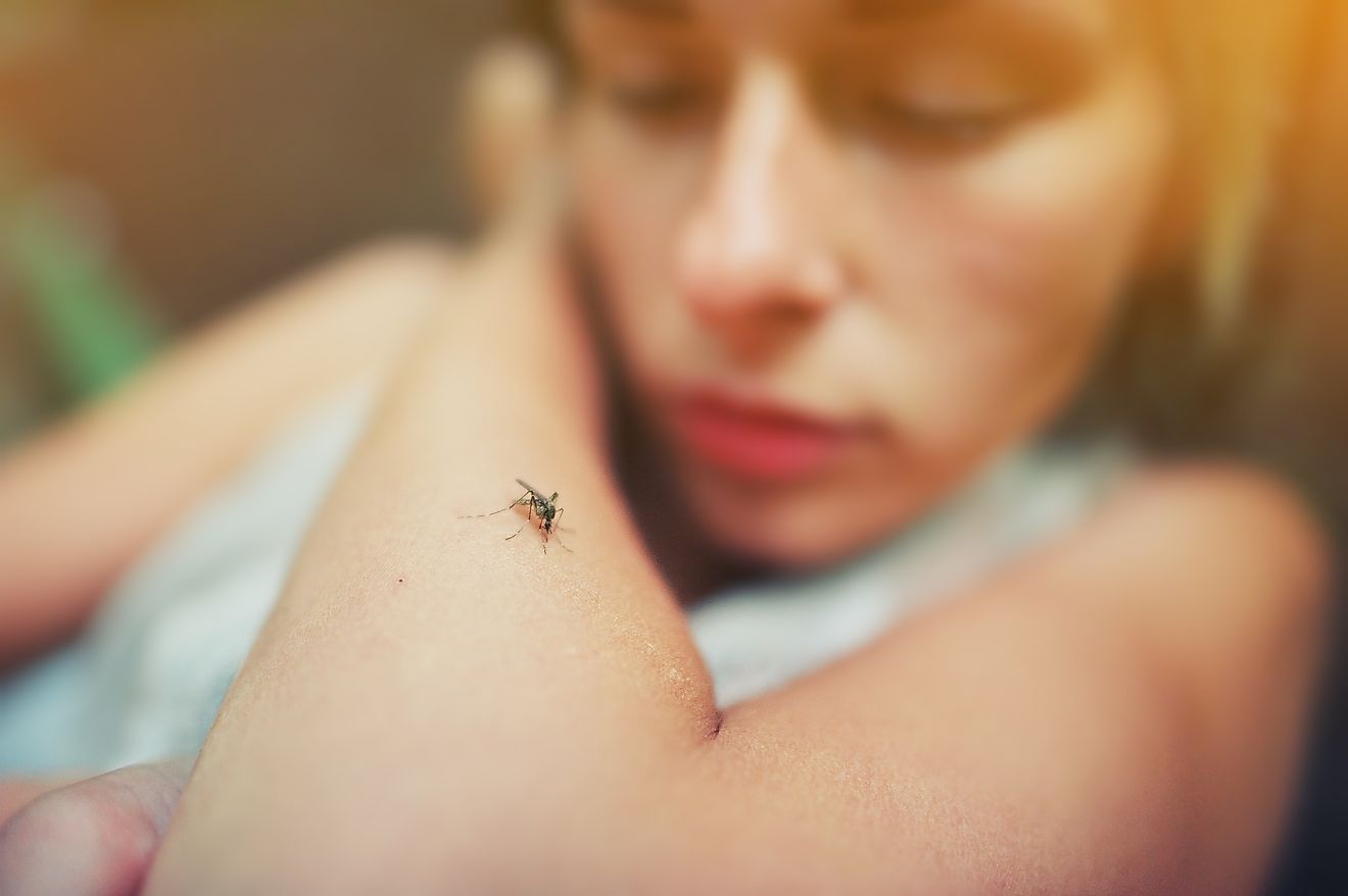 8 insectes les plus dangereux de Washington