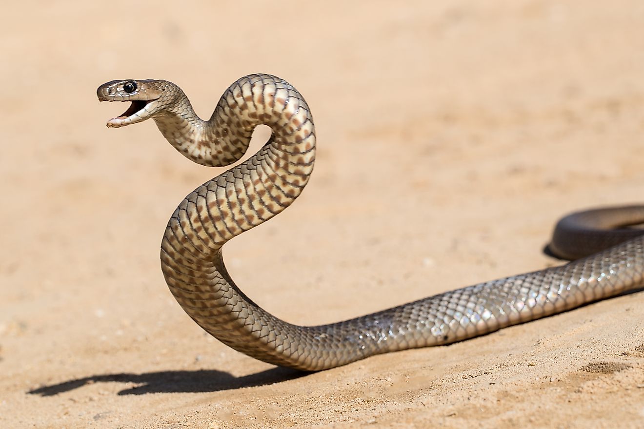 Les serpents venimeux de Victoria