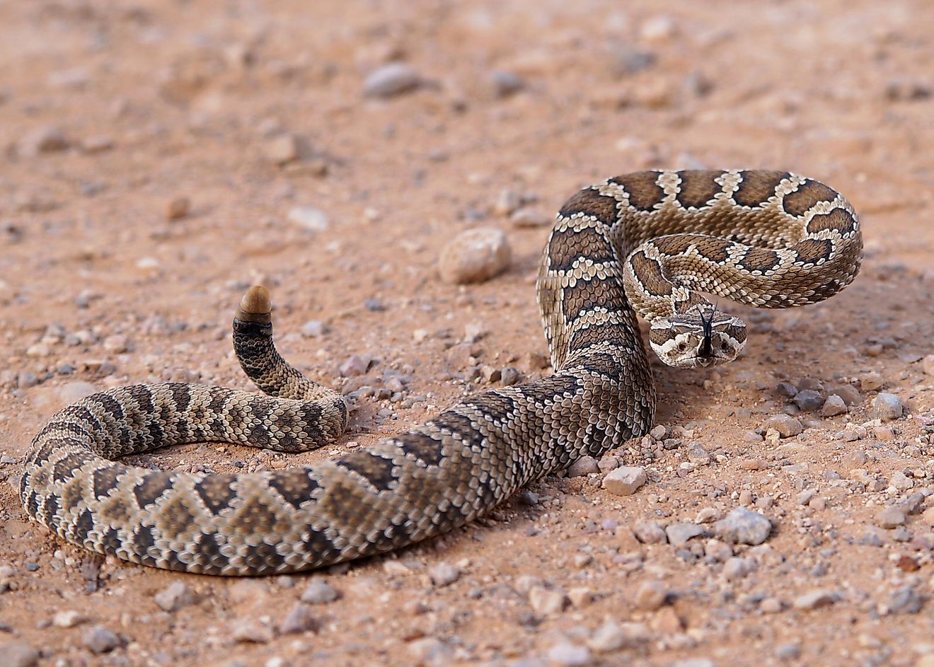 Les serpents venimeux du Nevada