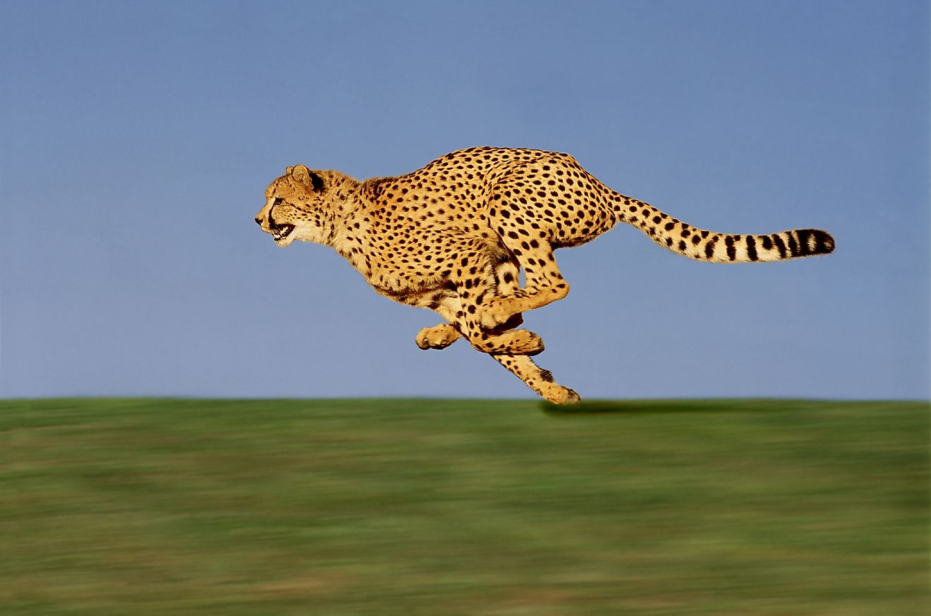 チーターは世界最速の動物ではありません