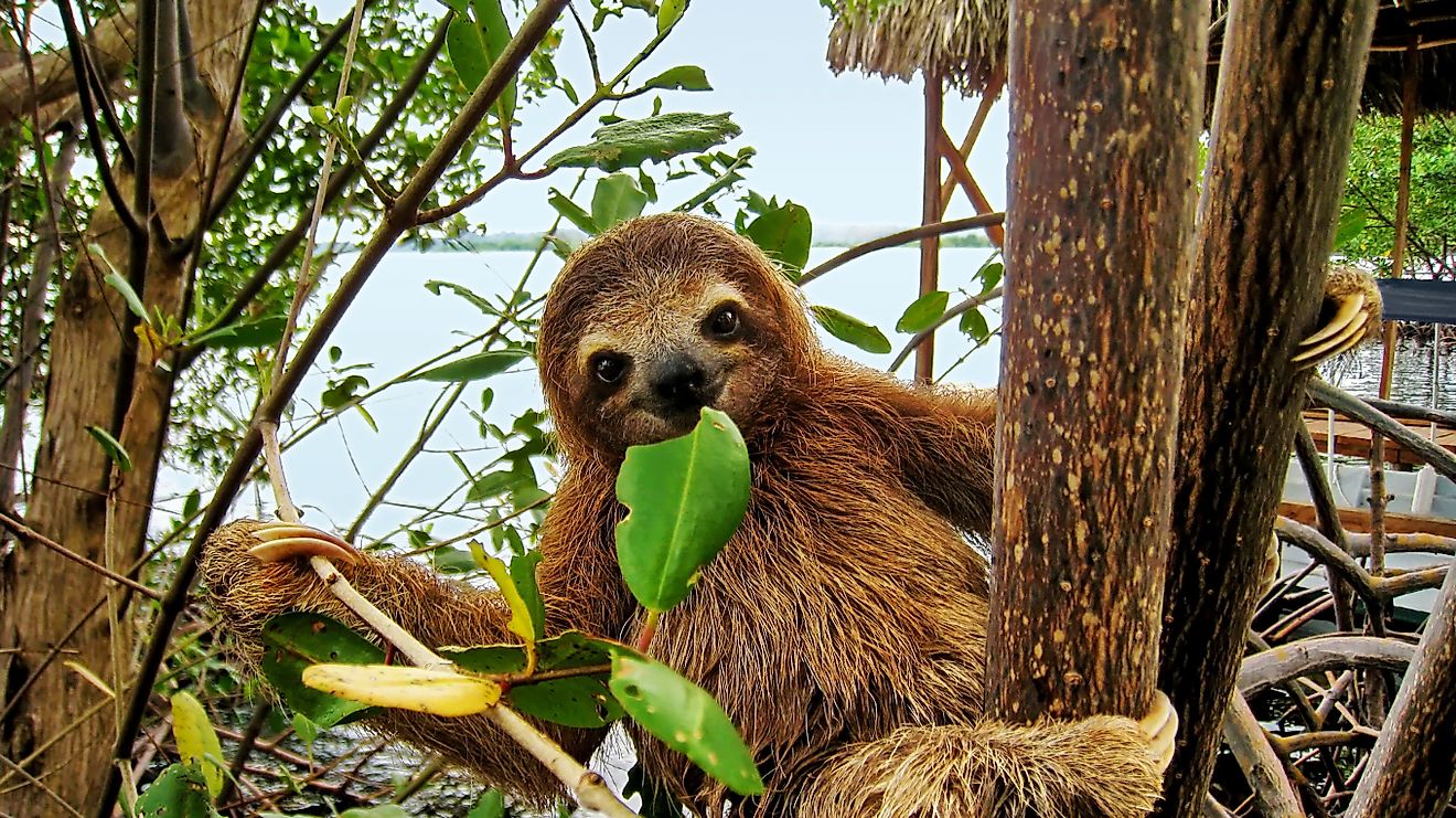 世界で最も遅い動物は、実際にはナマケモノではありません