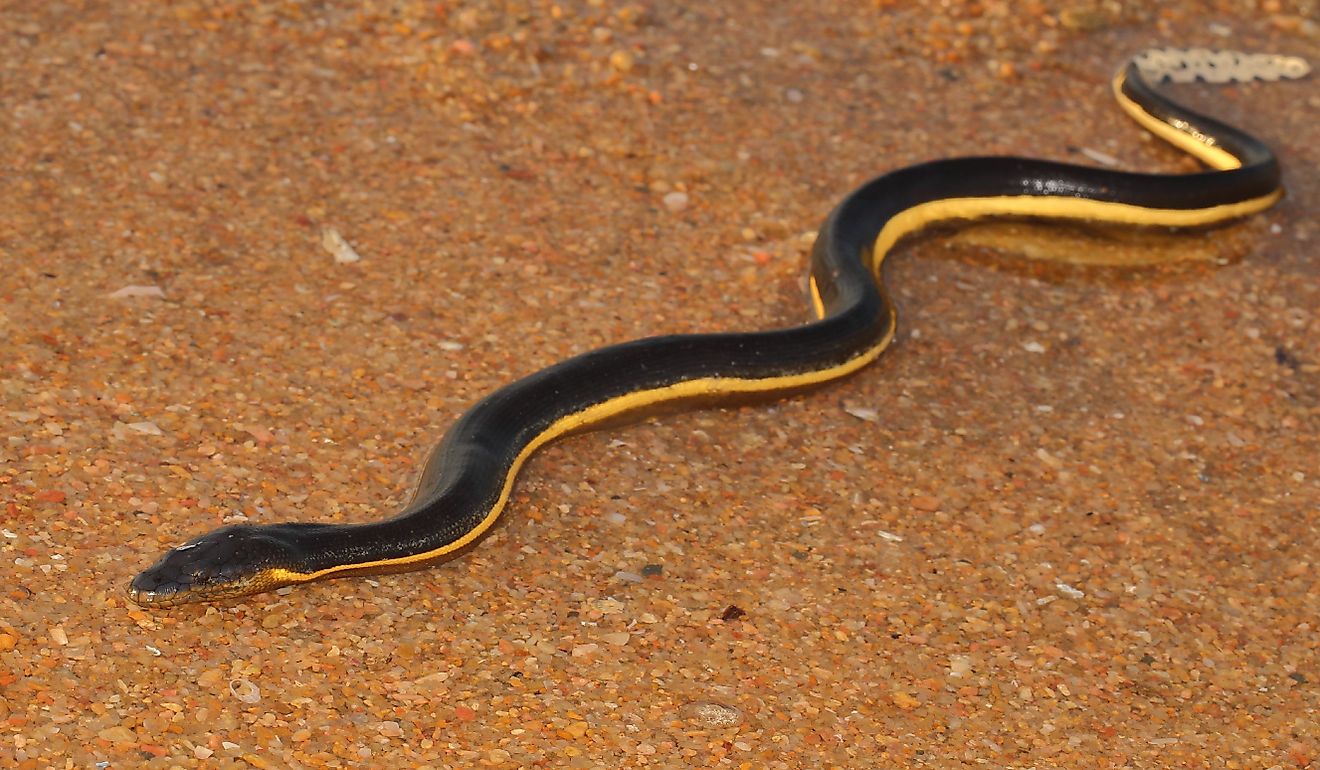 Les serpents venimeux d'Hawaï