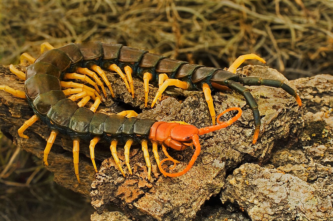 5 insectes les plus dangereux du Missouri