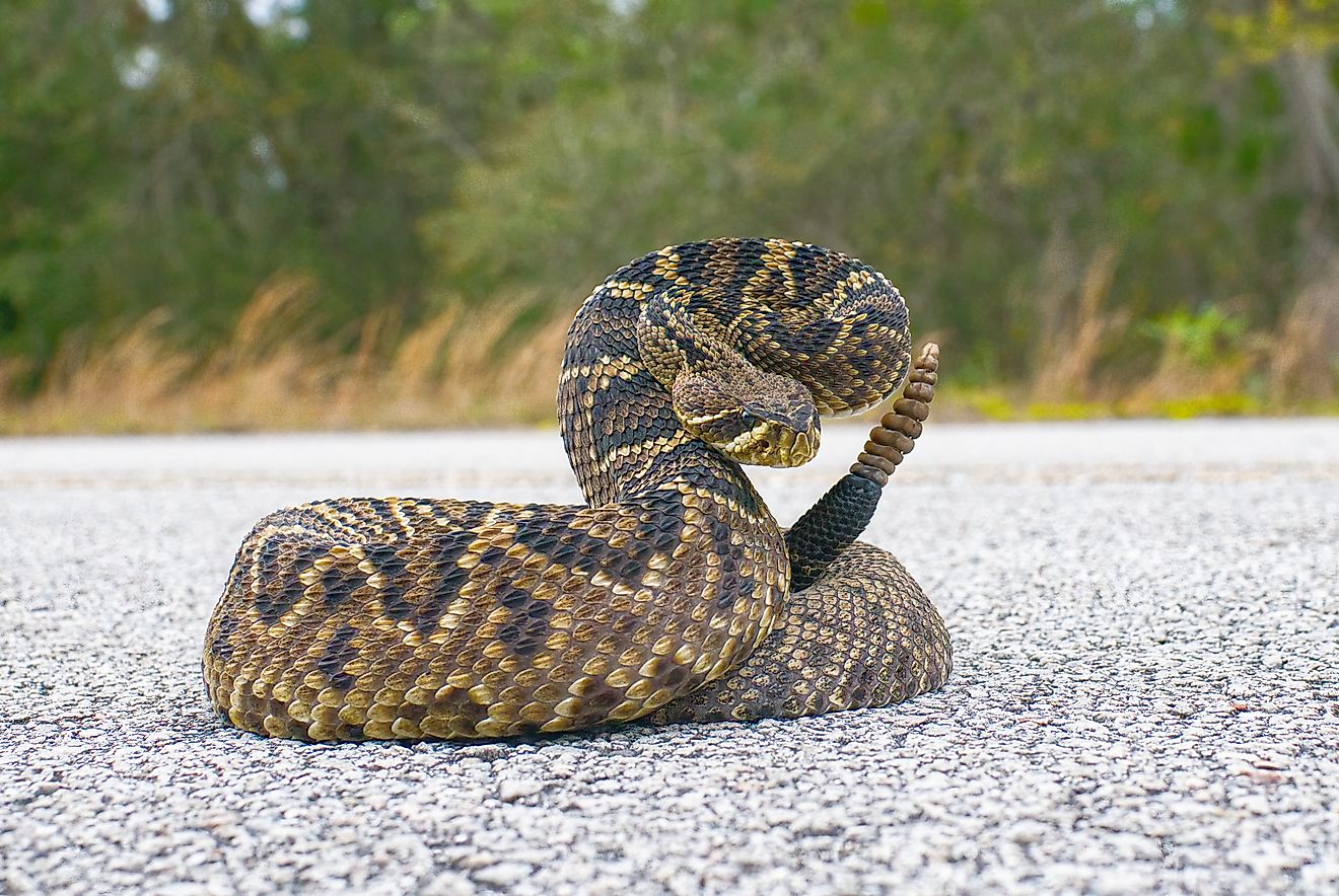 Les serpents venimeux de la Caroline du Nord