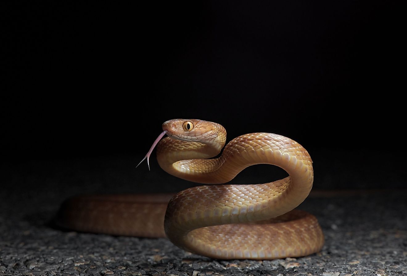 Les serpents venimeux du Queensland