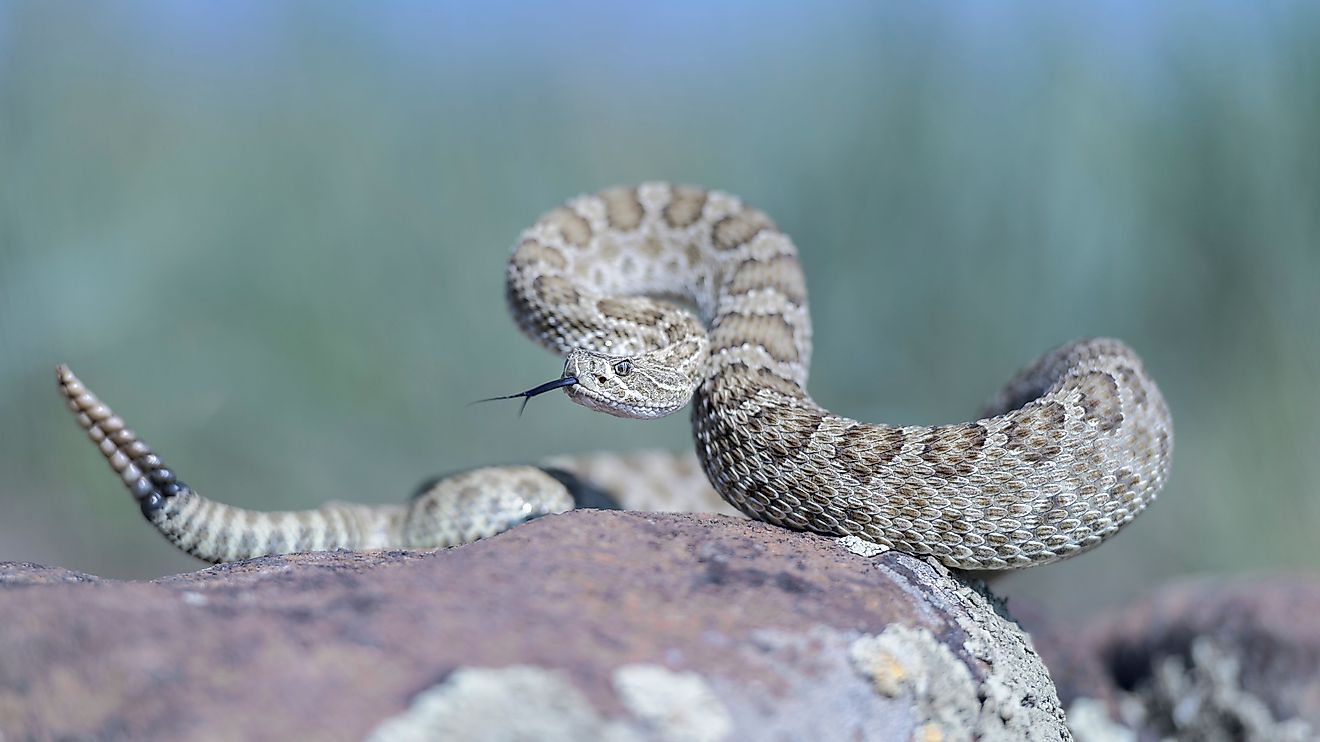 6 Les zones infestées de Swattless sur le NEBRASKA