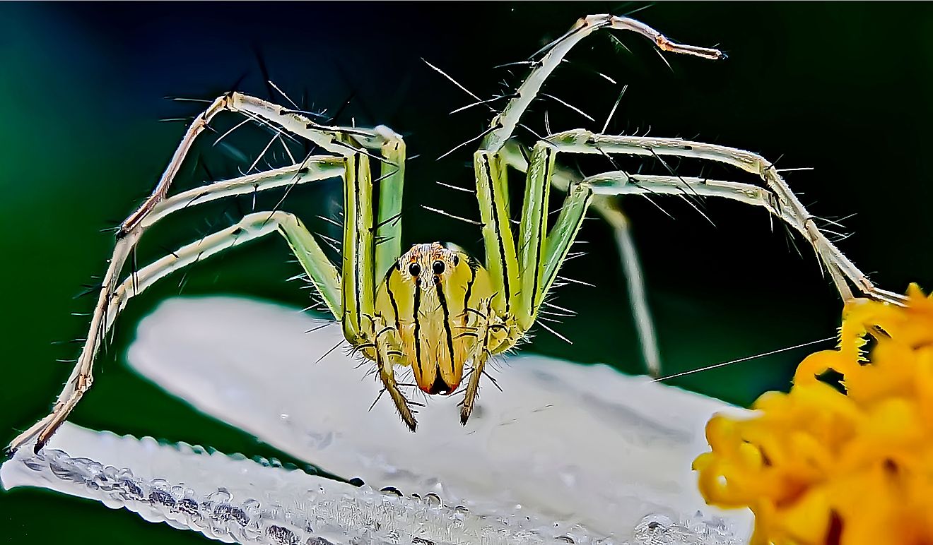 Les araignées les plus venimeuses du Nouveau-Mexique