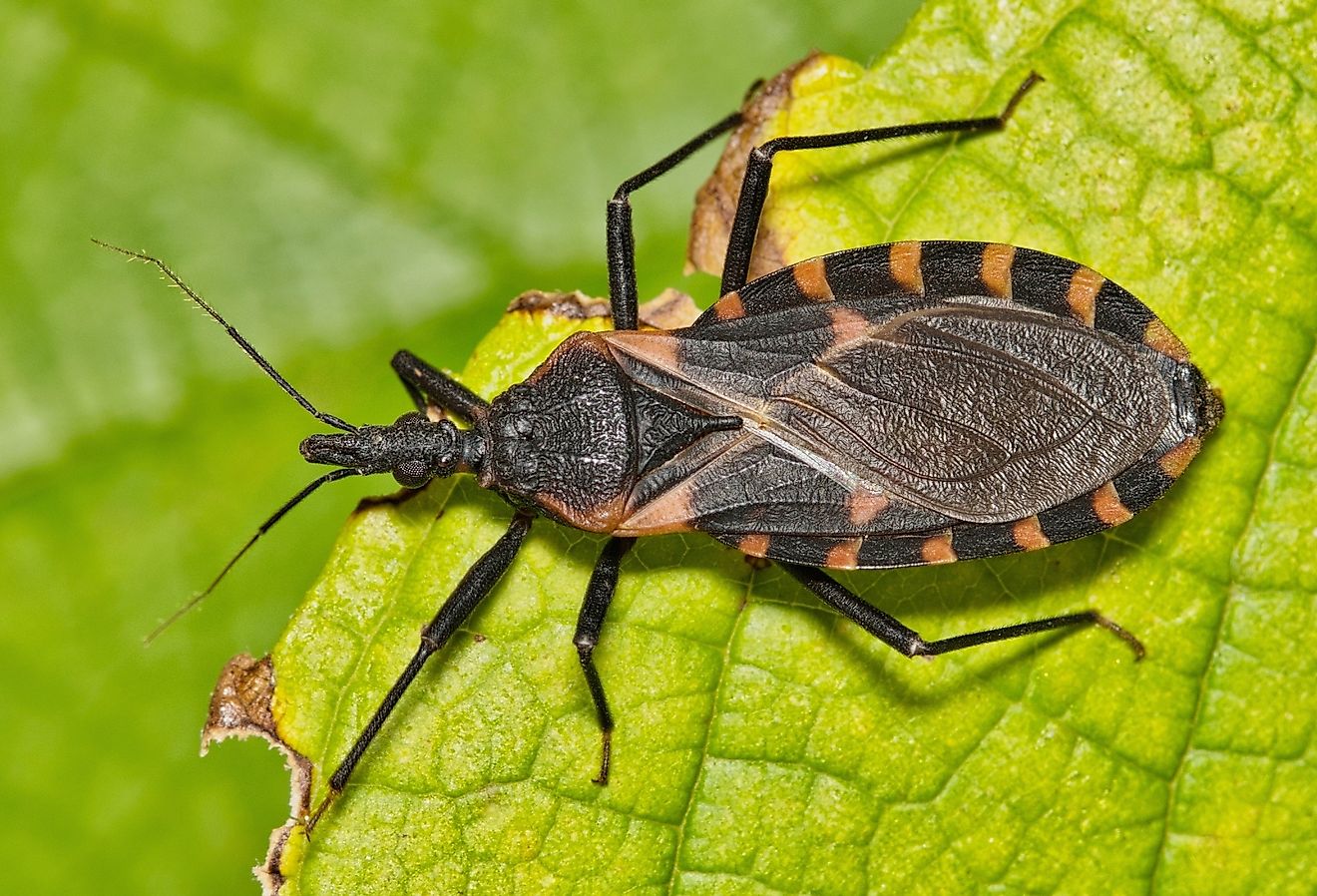 5 insectes les plus dangereux du Michigan