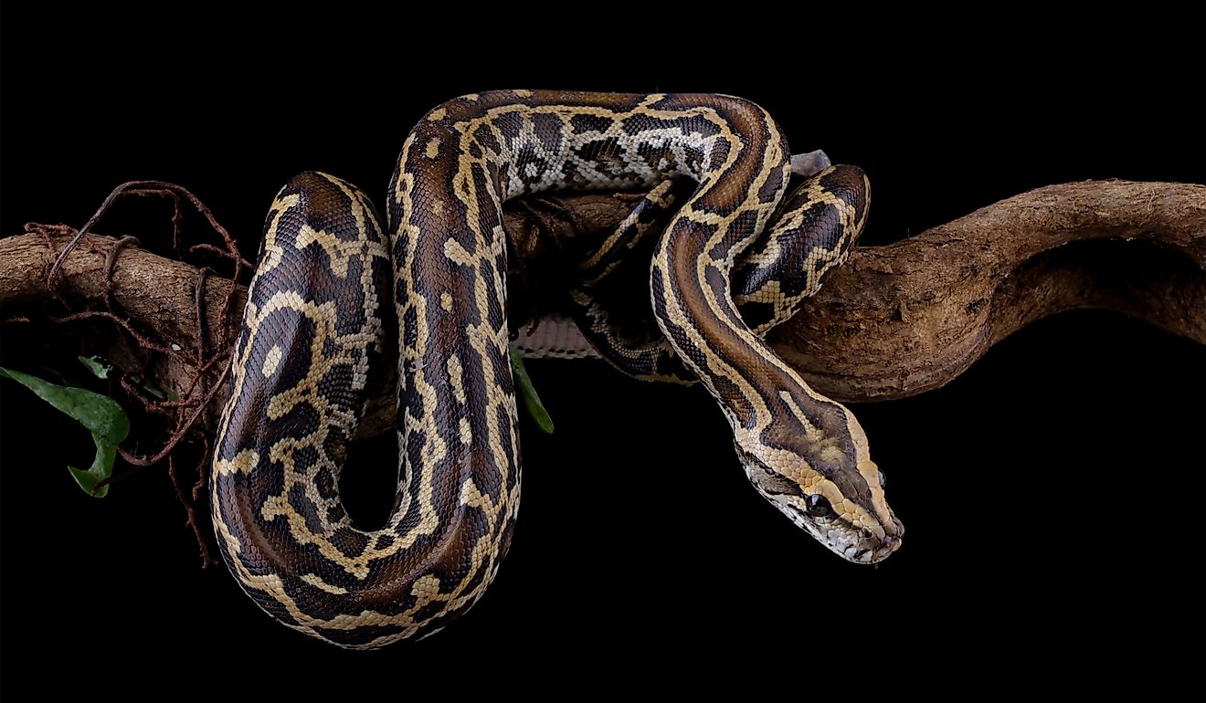 ビルマのピソンがフロリダエバーグレーズを引き継いだ方法