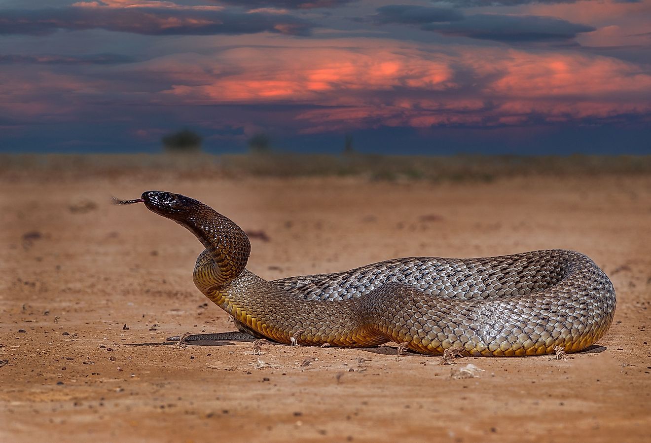 Les serpents venimeux de l'Australie
