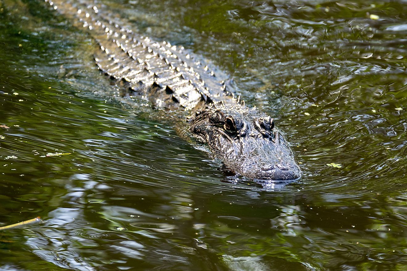 7 La plupart des endroits remplis d'alligator dans le sud profond