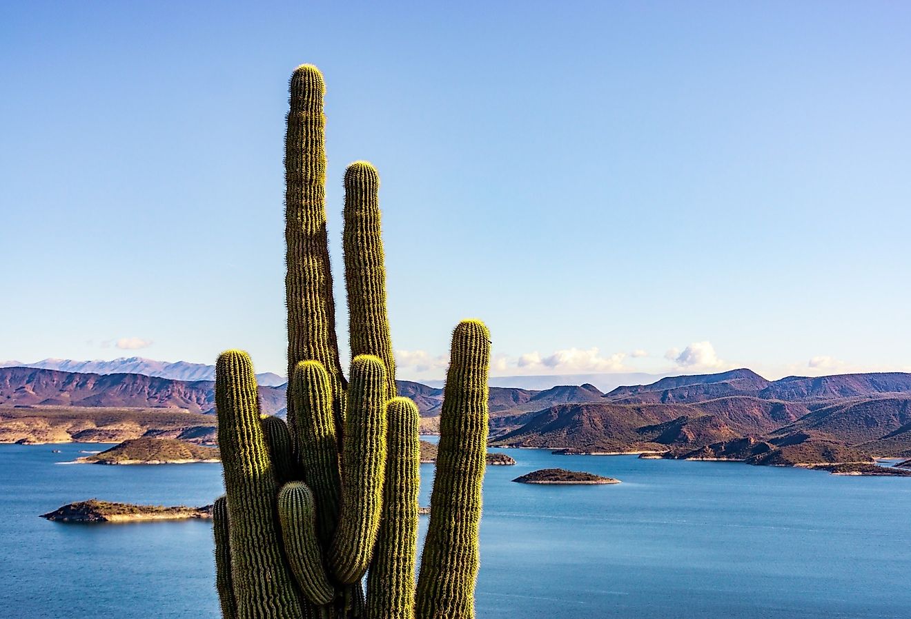 Les lacs les plus infestés de serpents en Arizona