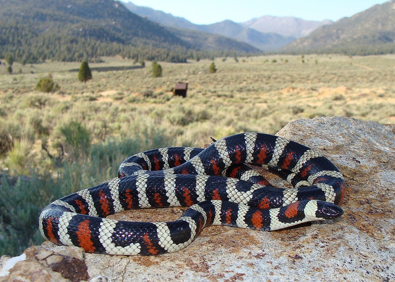 6 Snakes of America le plus emblématique parc national