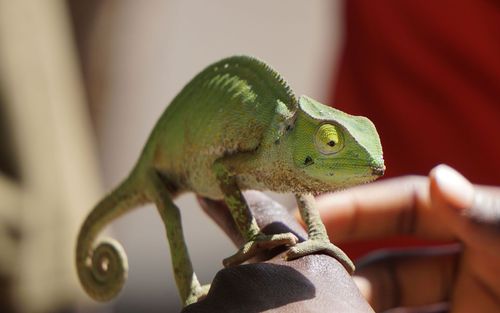 ガンビアでやるべきことのインスピレーションベスト