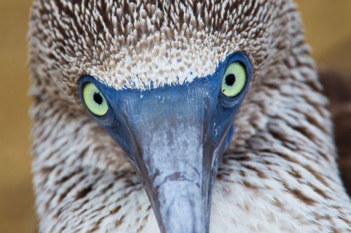 Conseil de voyage dans les Galapagos en octobre