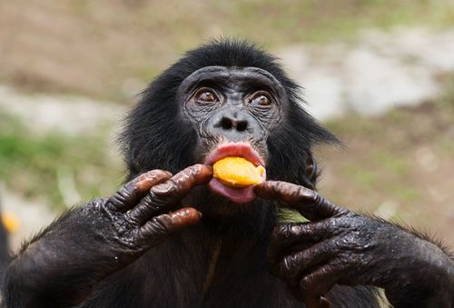 Inspiration La République démocratique du Congo: est-il sûr de visiter?