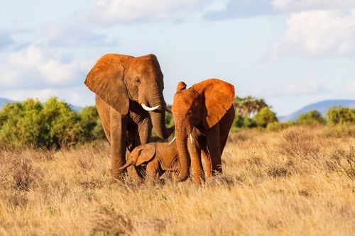 Inspirations sauvant les éléphants: sur la ligne de front de braconnage au Kenya