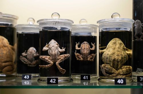 ロンドンで最高の奇妙な博物館を見てください