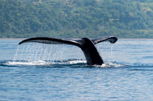 Inspiration10 Conseils pour l'observation des baleines en Uvita, Costa Rica