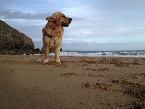 see＆dodogフレンドリーイギリス：どこで食べたり、眠り、歩く