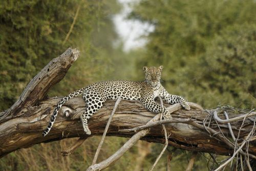 Où séjourner les meilleurs lodges de safari au Kenya