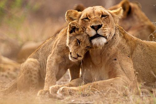 Conseils de voyage en Afrique du sud avec des enfants