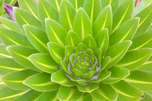 ケニアのケニア山のInspirationsci-fi植物