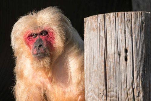 インスピレーションは子供向けの5つの野生生物体験