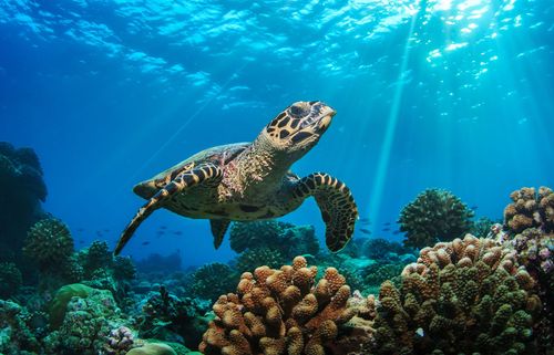 インスピレーション素晴らしいダイビングサイト