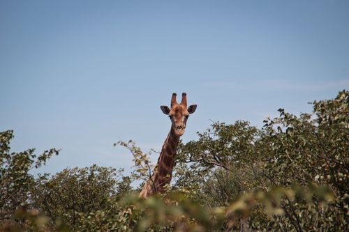 Conseils de voyage Les choses les plus à faire en Namibie avec les enfants