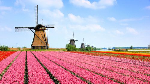 ? Voir et les marchés de Doamsterdam