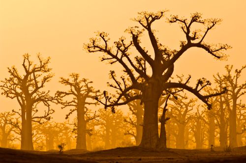 セネガルのインスピレーションポットライト