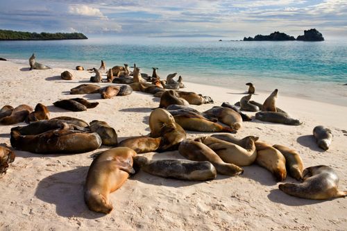 Conseil de voyage dans les Galapagos en juin
