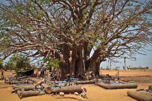 おそらくセネガルについて知らなかったことを見る＆do7