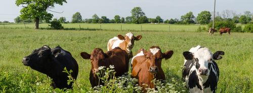 InspirationPodcast：カウコールの芸術