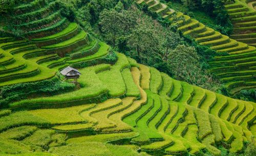 Voir et do8 des choses les plus étranges que vous verrez au Vietnam