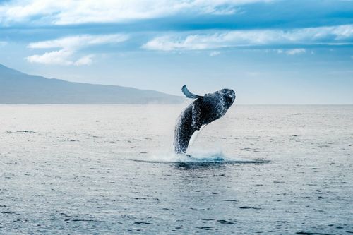 Inspiration10 Dolphin essentiel et voyages d'observation des baleines