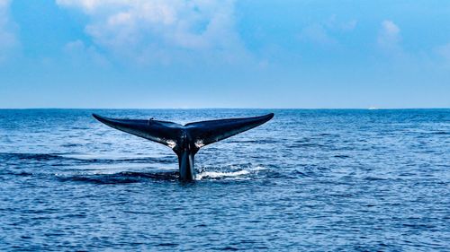 Voir et Dowhere pour aller à la baleine au Sri Lanka