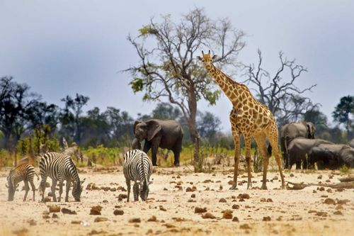 InspirationsPotlight sur le Zimbabwe: où le tourisme durable change des vies