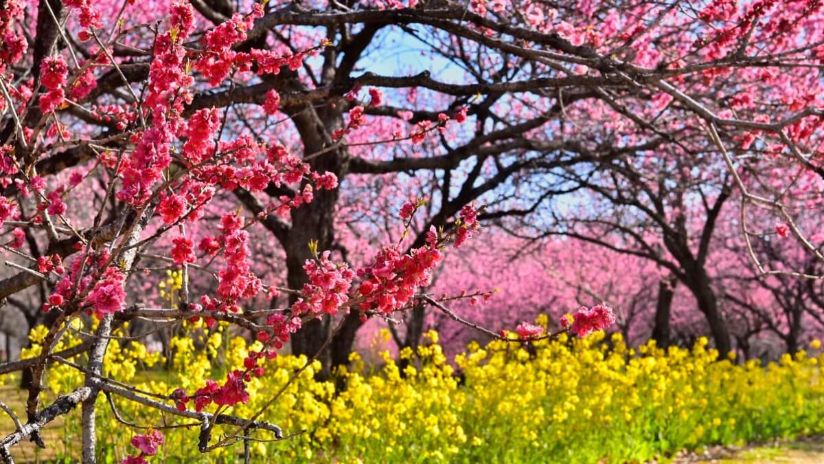 歴史と地元の専門分野を発見してください！コガ市の6つの推奨観光客のアトラクション