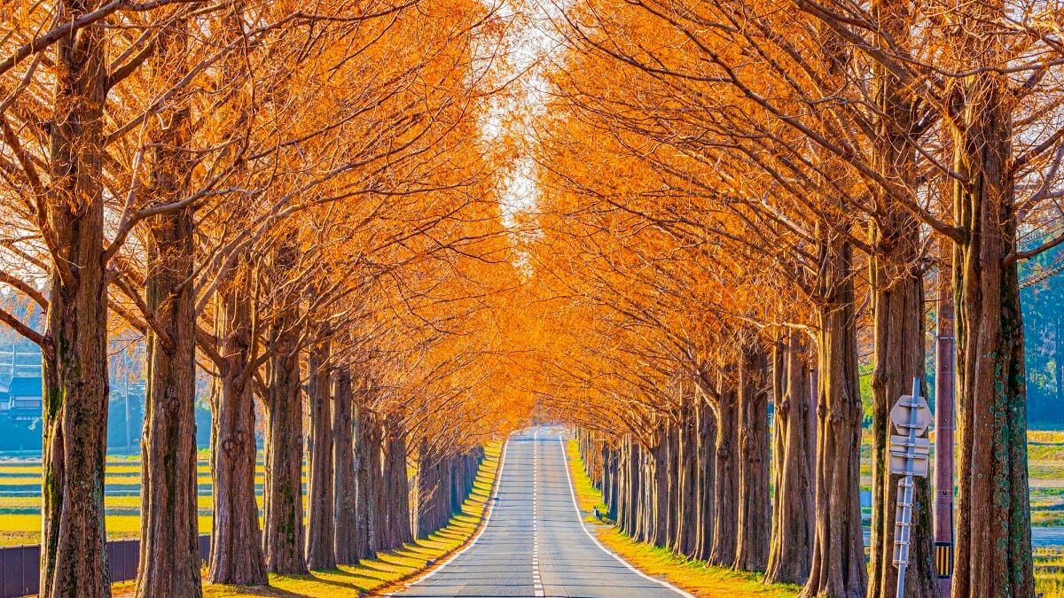 マキノの美しさを発見する：13見事な景色を望む必見の観光スポット