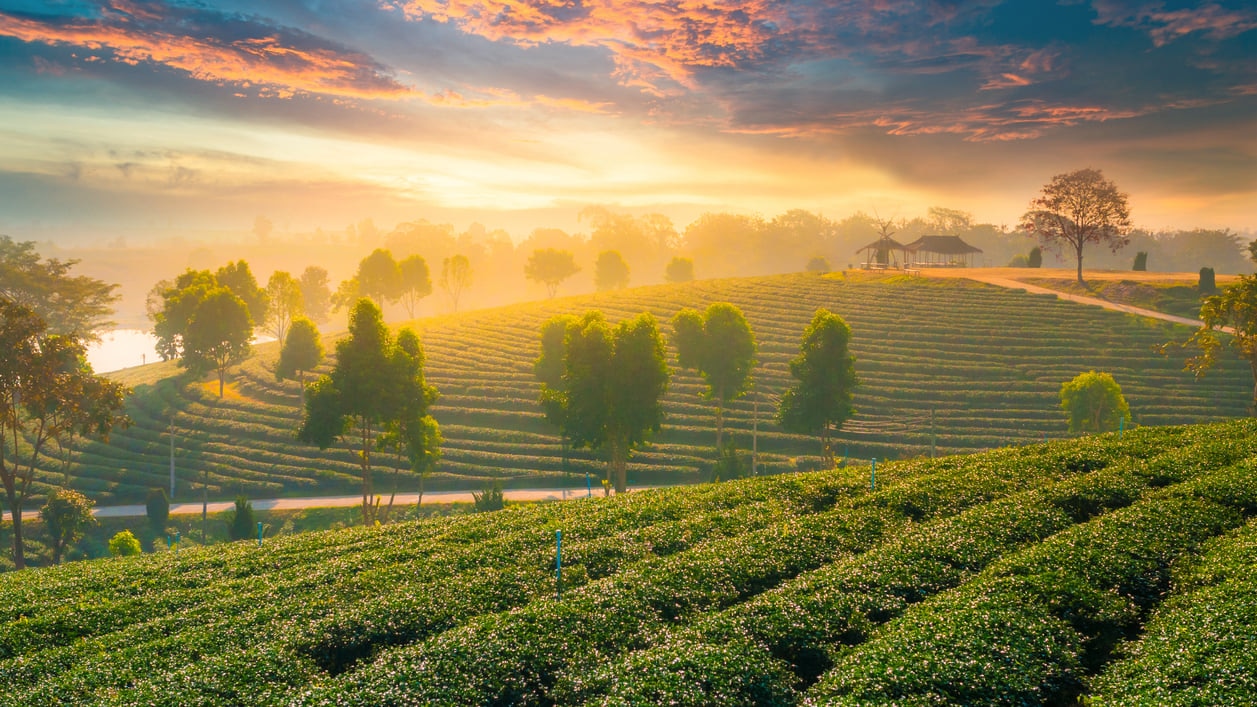 チェン・ライ：タイ北部の文化ハブを訪れてください