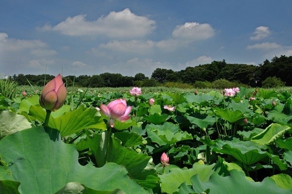 6つのハスーダ市の選択された観光スポット、聖田！この町の歴史的なサイトで歴史的な観光を楽しみましょう