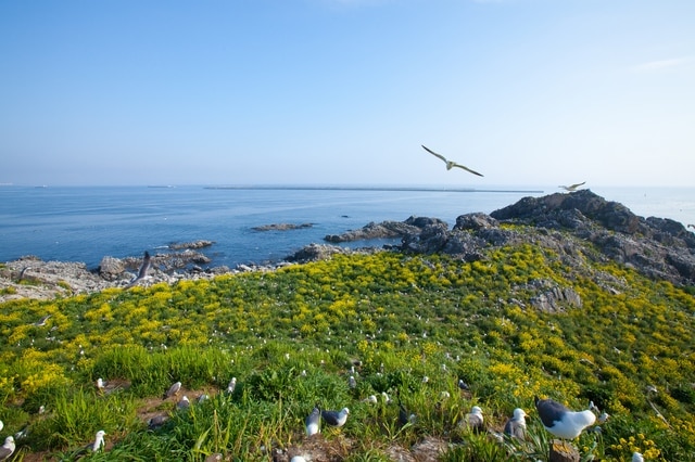 Hachinoheの14の人気観光客アトラクション！ Aomori県Hachinoheの魅力を体験してください